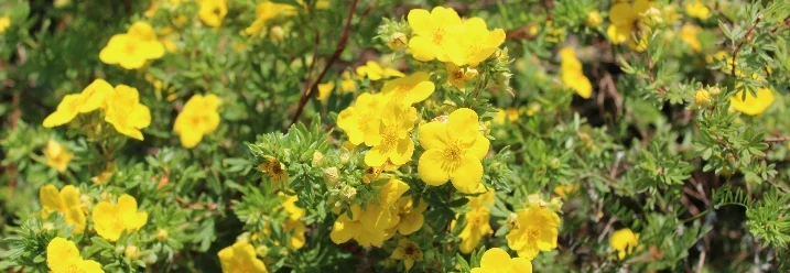 Gelbe Blüten an einem Busch